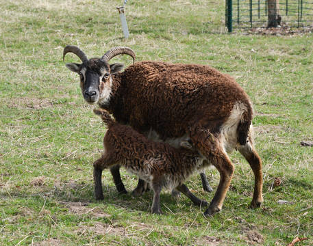Nachwuchs in der Profiroll Schafsherde: Mutter und Lamm